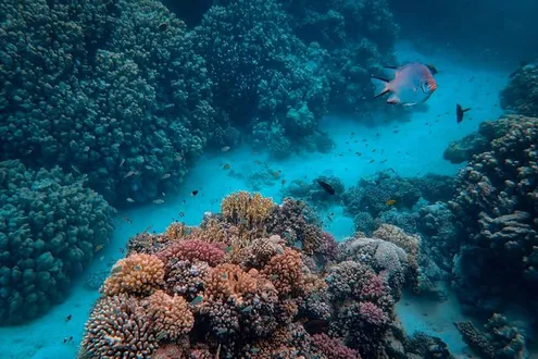 image-ae308a856323f2af6d92f052312f1d8af35e4d21-4000x3000-jpg